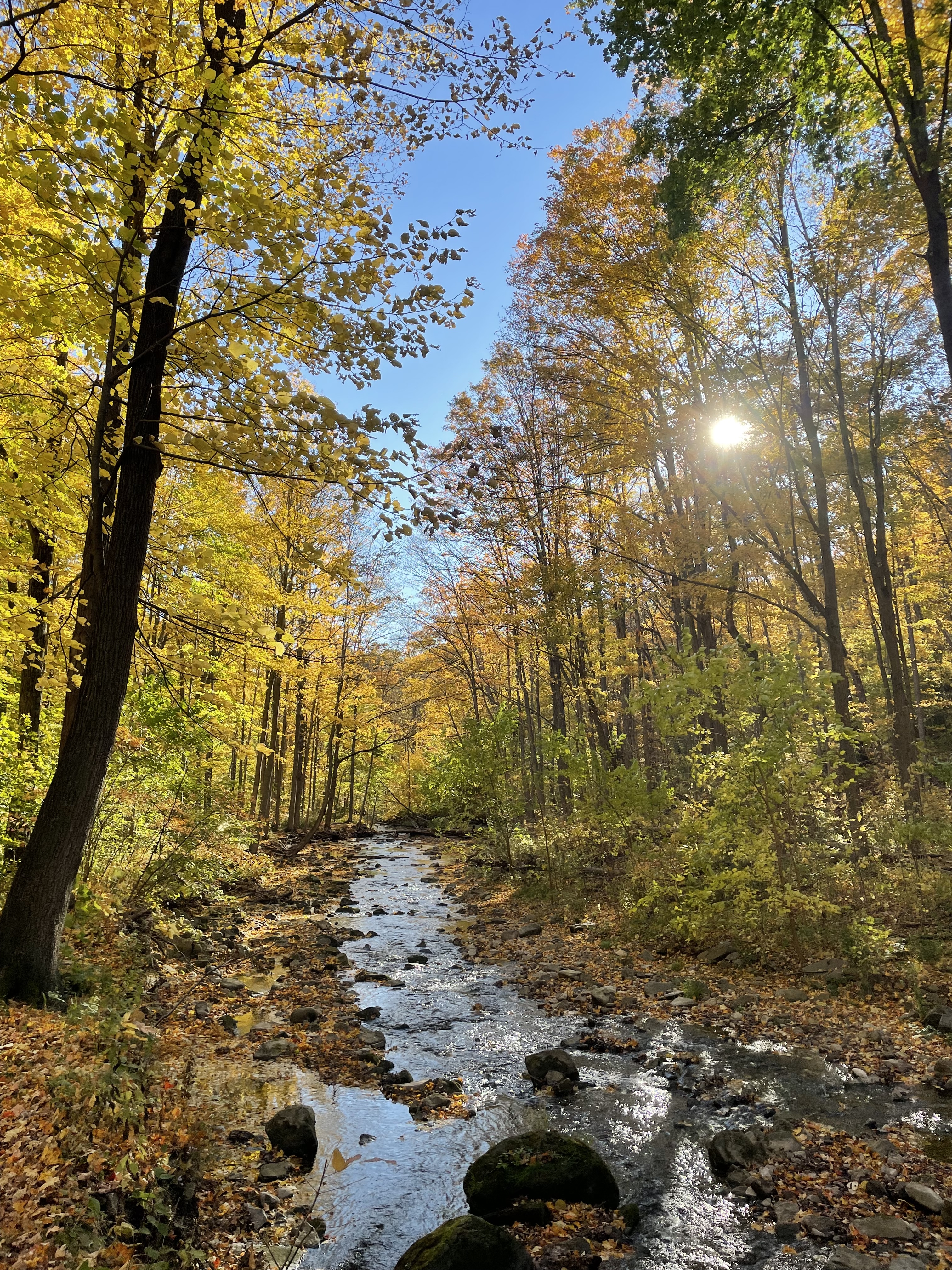 A picture of the trees on a hike